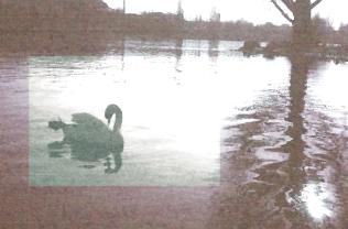 Schwan