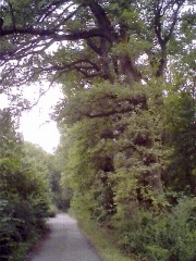 Pfalzfoto