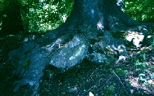 Kühbrunnen (2)